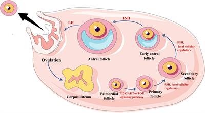 Resistant ovary syndrome: Pathogenesis and management strategies